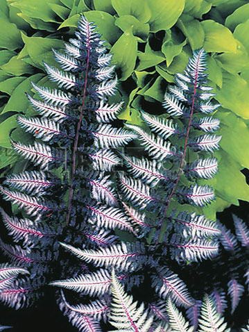 Athyrium-Ursula's-Red.jpg