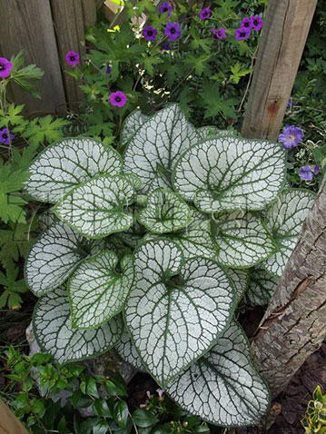 Brunnera-Jack-Frost4.jpg