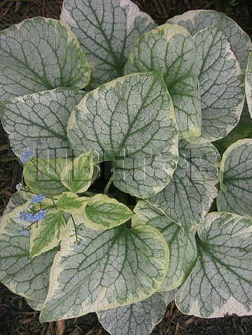 Brunnera-Kings-Ransom.jpg