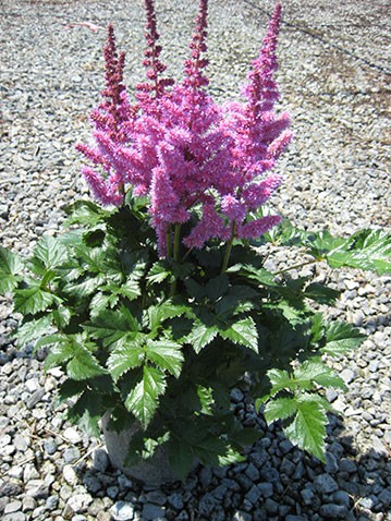 astilbe-chine-vision.jpg