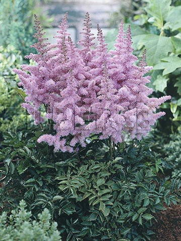 Astilbe-Heart-and-Soul.jpg
