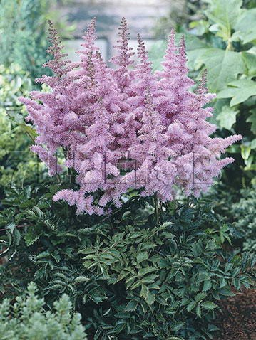 Astilbe-Heart-and-Soul.jpg