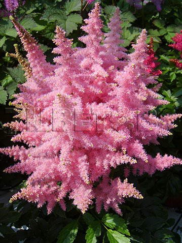 Astilbe-Country-&-Western.jpg