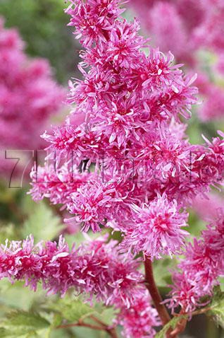 Astilbe-Rhythm-and-Blues.jpg