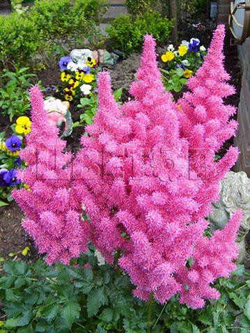 Astilbe-Stand-&-Deliver.jpg