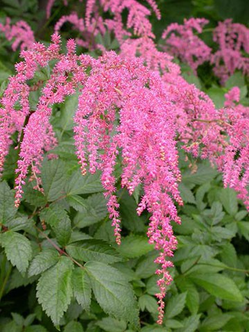 astilbe-thunbergii-straussenfeder.jpg