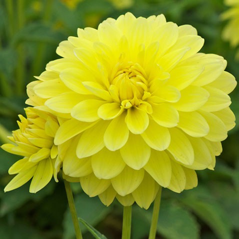 dahlia-melody-latin.jpg