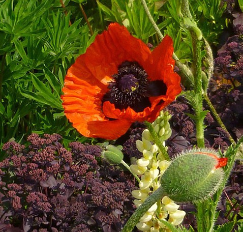 papaver-orientale-orange-glow.jpg