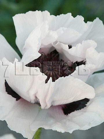 Papaver-Snow-Goose.jpg