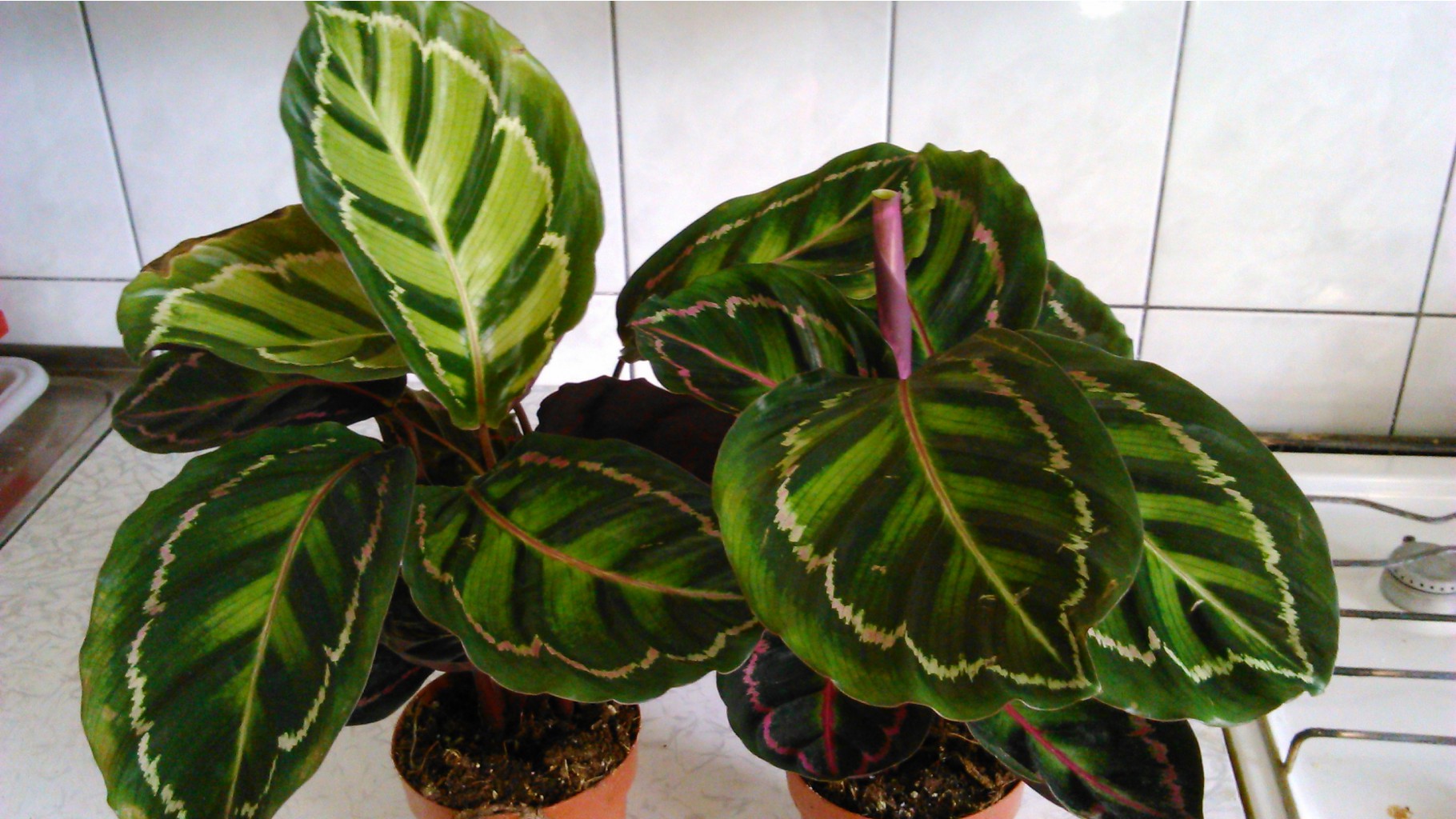 Calathea roseo-picta 'illustris'