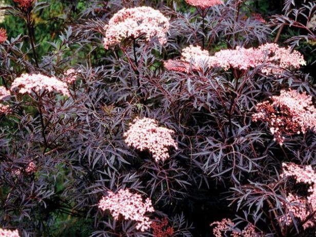    (Sambucus nigra Black Lace)  ( )