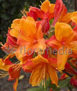 Rhododendron    'Golden Eagle' Knapp Hill.  Rh. calendulaceum ().  ( )