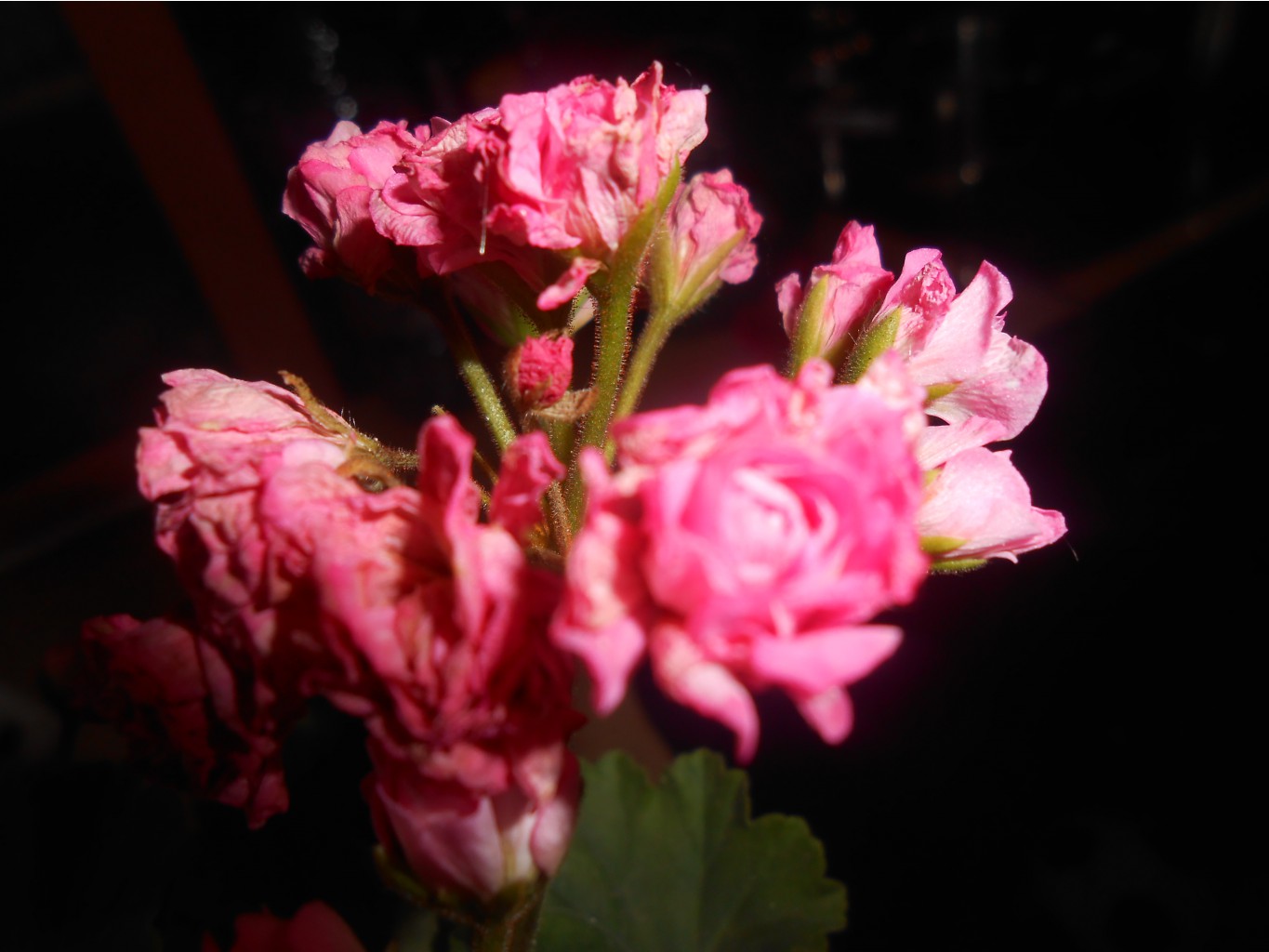 DSCN4108.JPG
