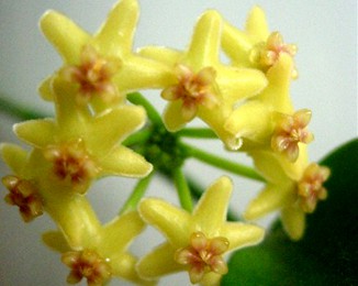 Hoya sp. Biakensis -   ..