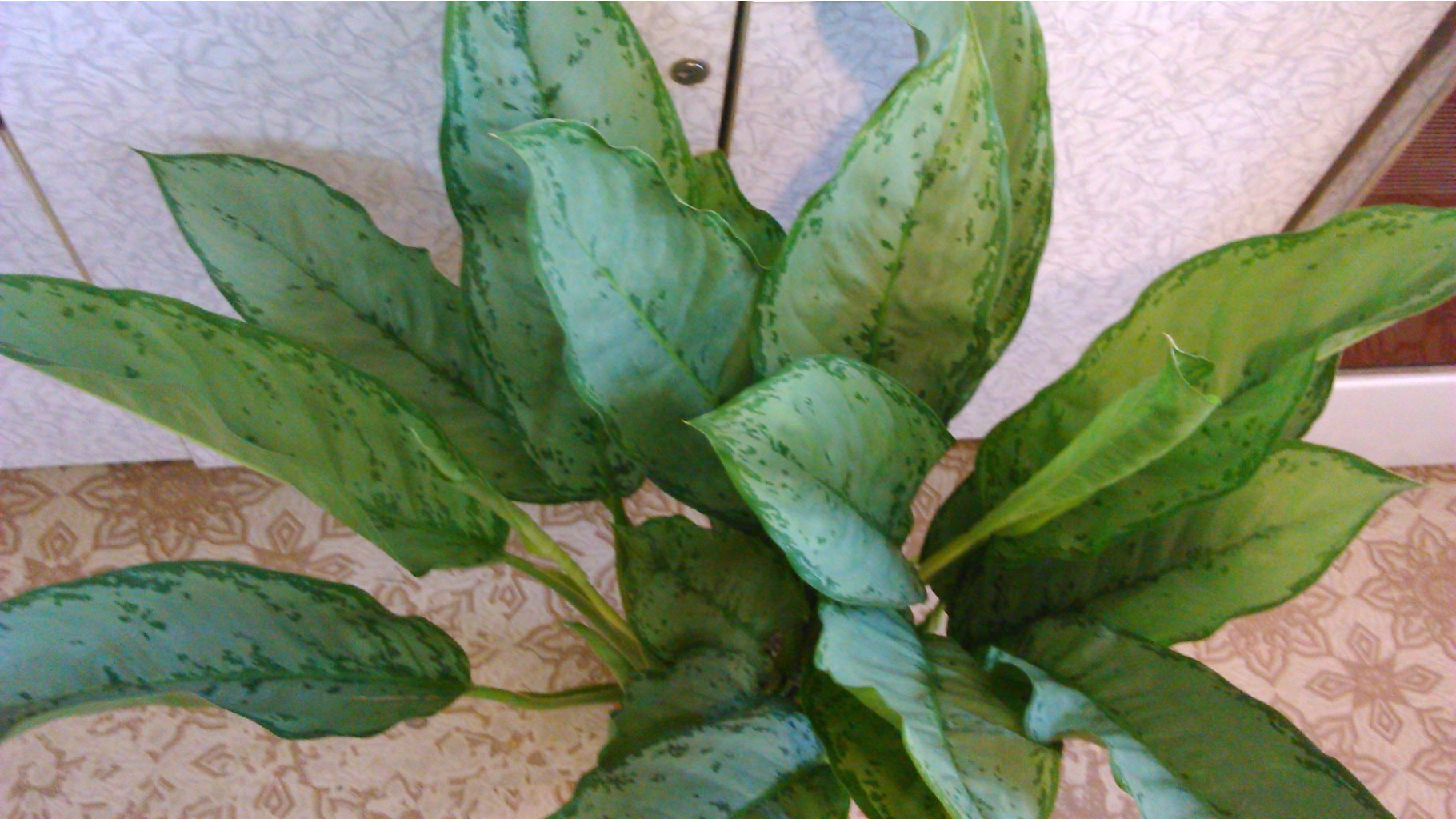  . Aglaonema Fridman-650-680  .