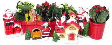 Каланхое Каландива микс в керамике КЕ110