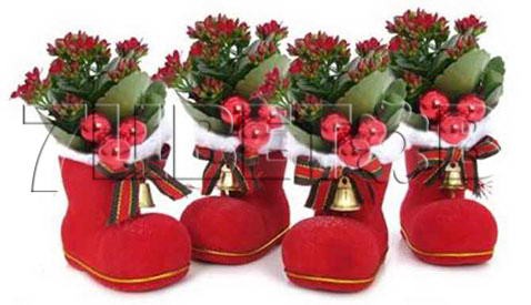 Каланхое красное в башмаке КЕ124