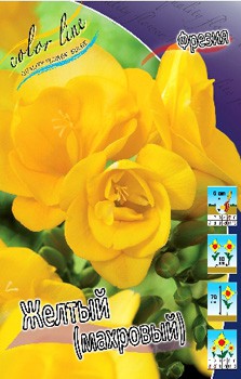 Freesia Double Yellow 60,6. 15.jpg