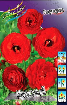 Ranunculus Red 60,6. 10.jpg