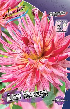 Dahlia Alain Mimoun 65,9.jpg