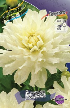 Dahlia Aspen 61,2.jpg