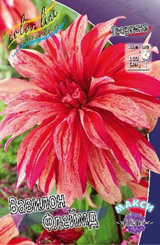 Dahlia Babylon Flamed 61,20.jpg