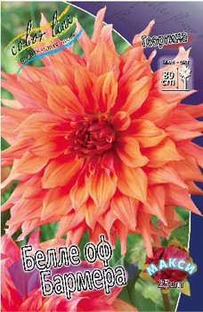 Dahlia Belle of Barmera 63,2.jpg