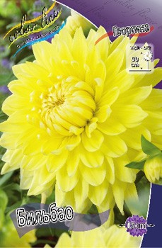 Dahlia Bilbao 63,2.jpg