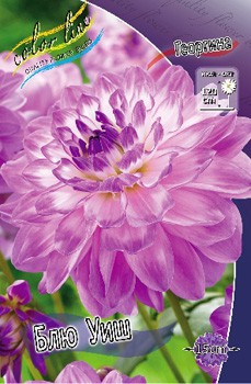 Dahlia Blue Wish 61,2.jpg