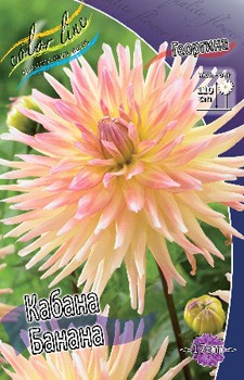 Dahlia Cabana Banana 63,2.jpg