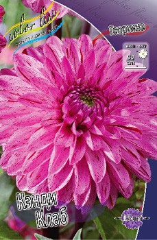 Dahlia Candy Club 63,6.jpg