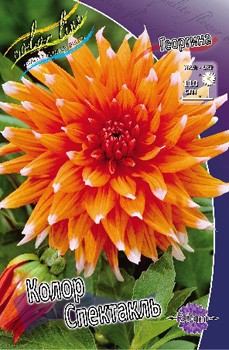 Dahlia Color Spectacle 51,8.jpg