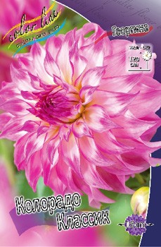 Dahlia Colorado Classic 63,2.jpg