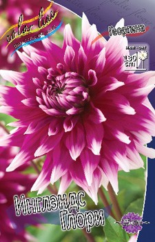 Dahlia England's Glory 63,2.jpg