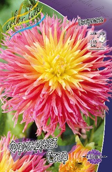 Dahlia Fringed Star 53,2.jpg