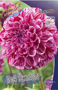 Dahlia Hi Impact 63,2.jpg