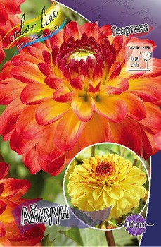 Dahlia Icoon 61,2.jpg