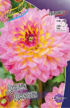 Dahlia Jowey Gipsy 63,2.jpg