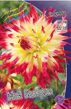 Dahlia My Beverly 63,2.jpg