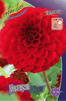 Dahlia Nescio 53,2.jpg