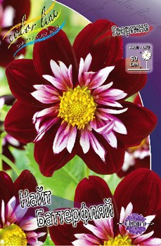 Dahlia Night Butterfly 71,3.jpg