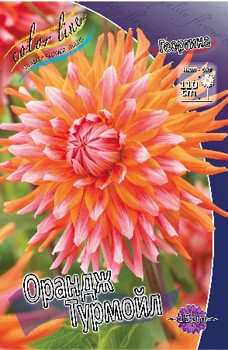 Dahlia Orange Turmoil 63,2.jpg