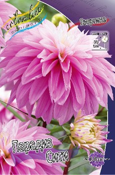 Dahlia Paradise City 61,2.jpg