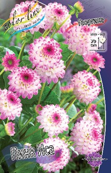 Dahlia Pink Isa 61,2.jpg