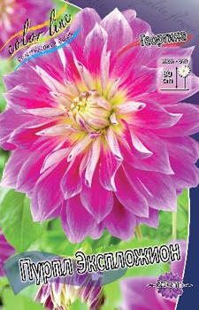 Dahlia Purple Explosion 69,9.jpg