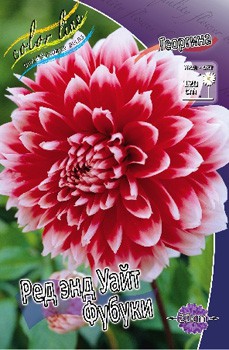 Dahlia Red And White Fubuki 62,6.jpg