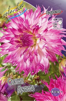 Dahlia Snoho Diane 63,2.jpg