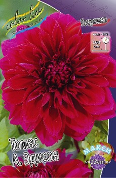 Dahlia Tomas A.Edison 59,9.jpg