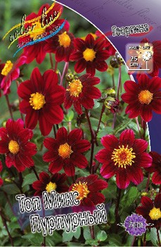 Dahlia Topmix Purple 53,2.jpg