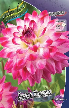 Dahlia Uncle Hankey 61,2.jpg